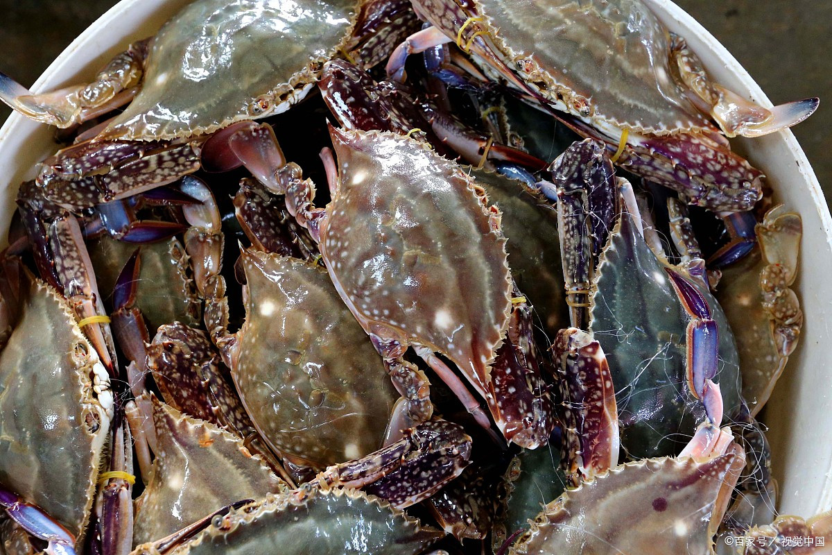 梭子蟹产 - 优质问答专区