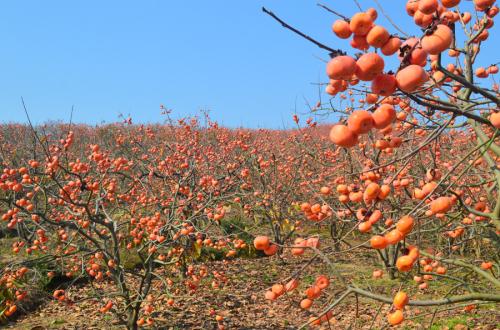 种植柿子树,要如何管理,才能丰产呢?