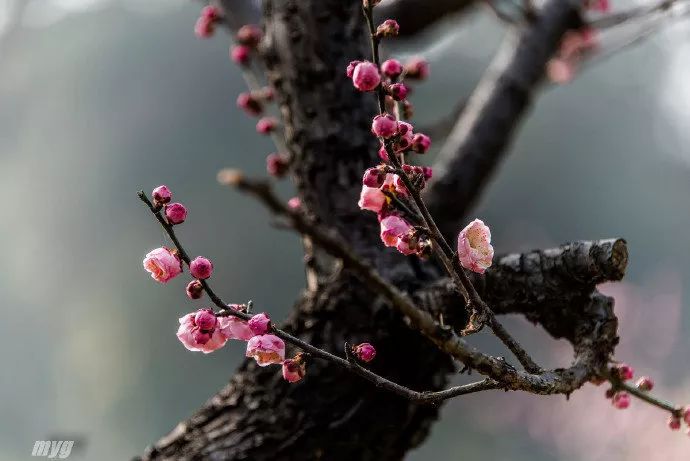 杂诗 唐·王维 君自故乡来,应知故乡事.来日绮窗前,寒梅著花未.