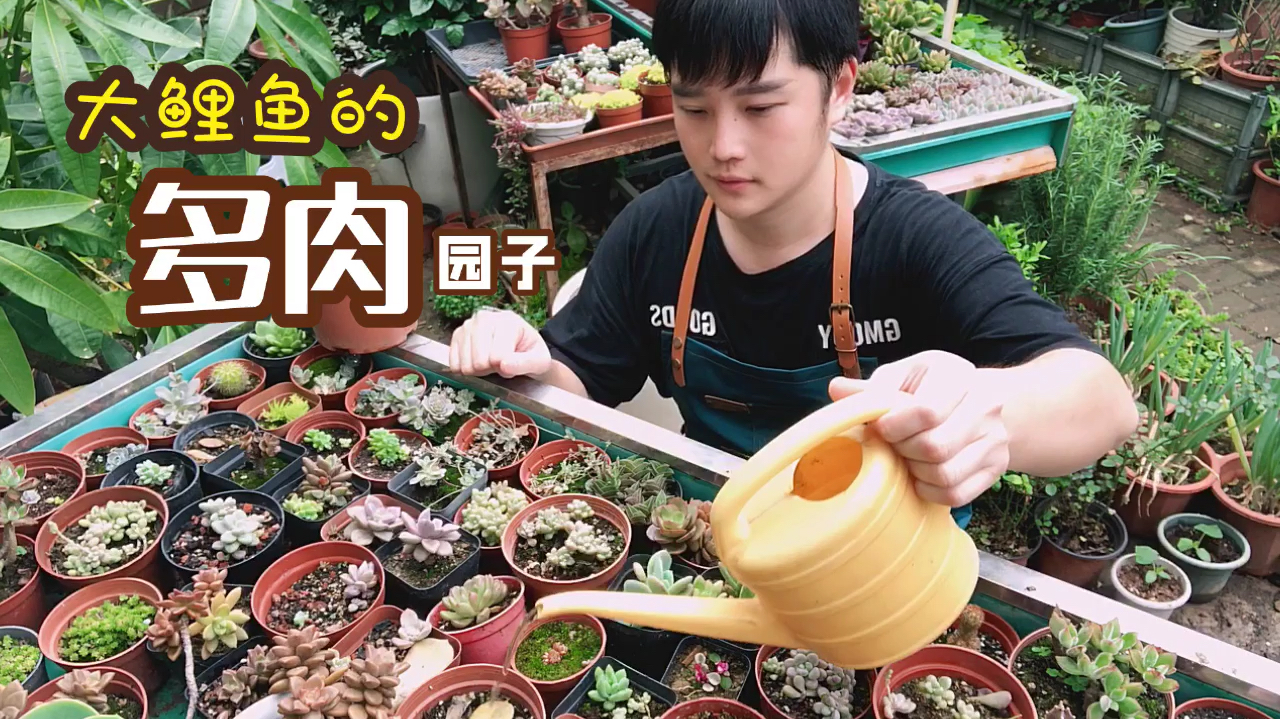 在多肉达人手中任何物品都能装肉肉,每盆都是件精美的艺术品!