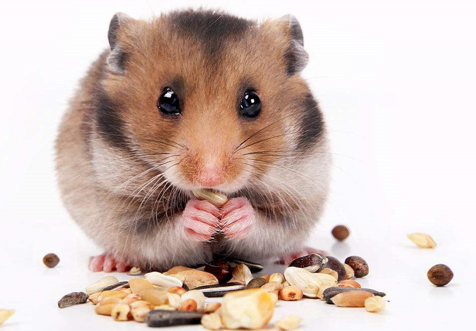 宠物小课堂:《宠物仓鼠》最近很受欢迎,有没有你喜欢的种类?