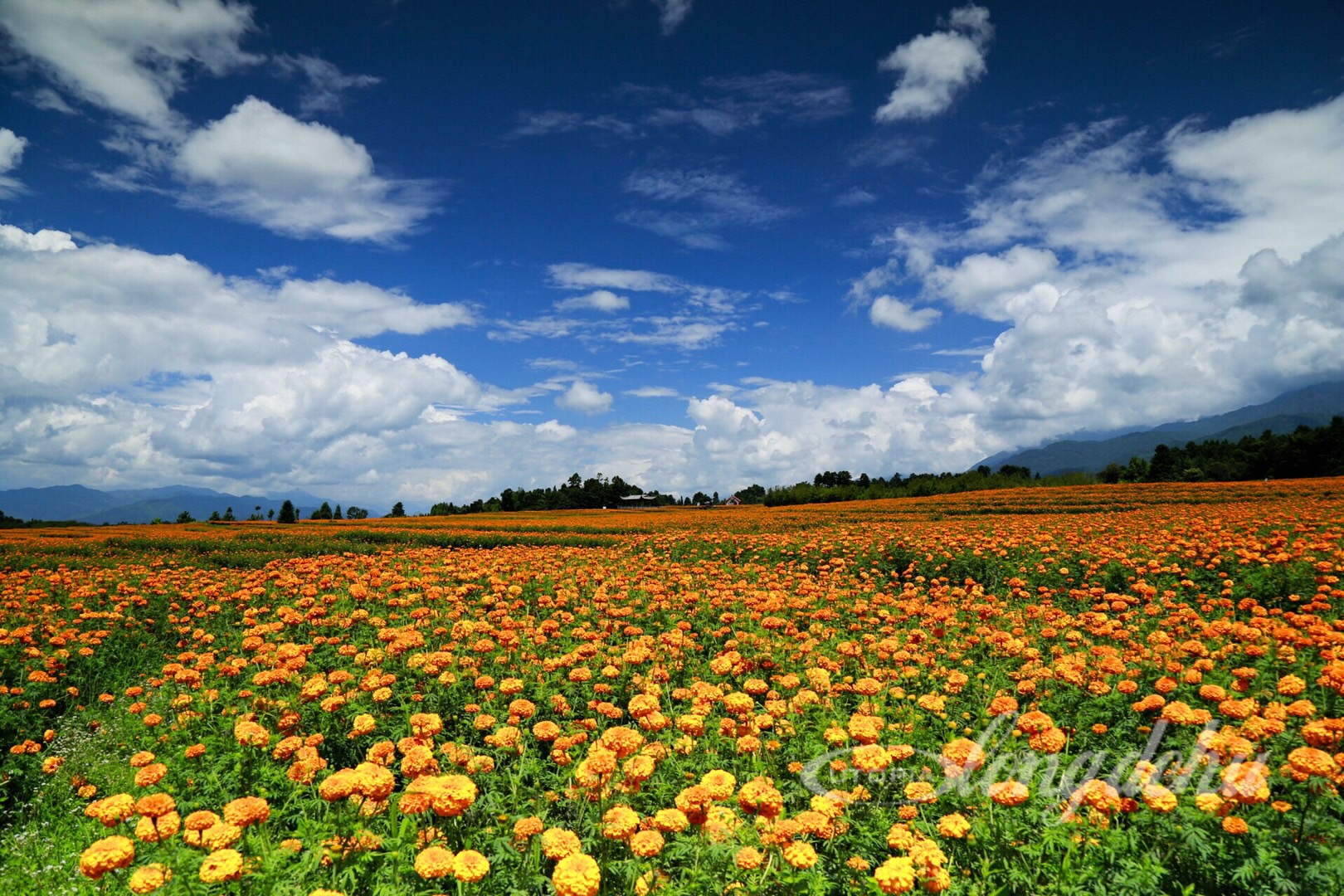 腾冲万寿菊花海景观 转载自百家号作者:龙哥去哪