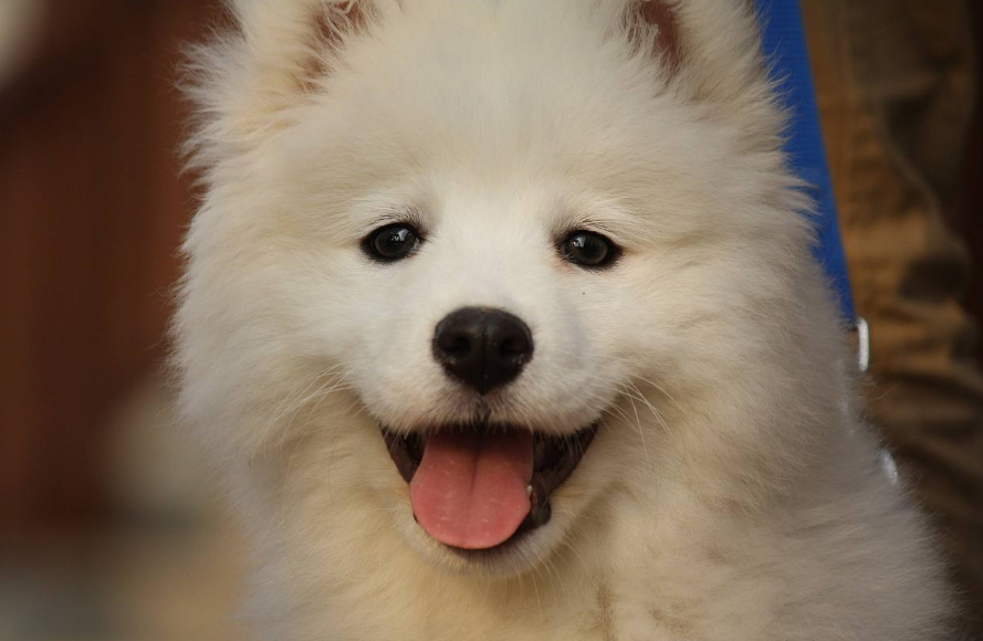 趣味测试:选出你认为最可爱的小狗,测试你是不是好欺负的人