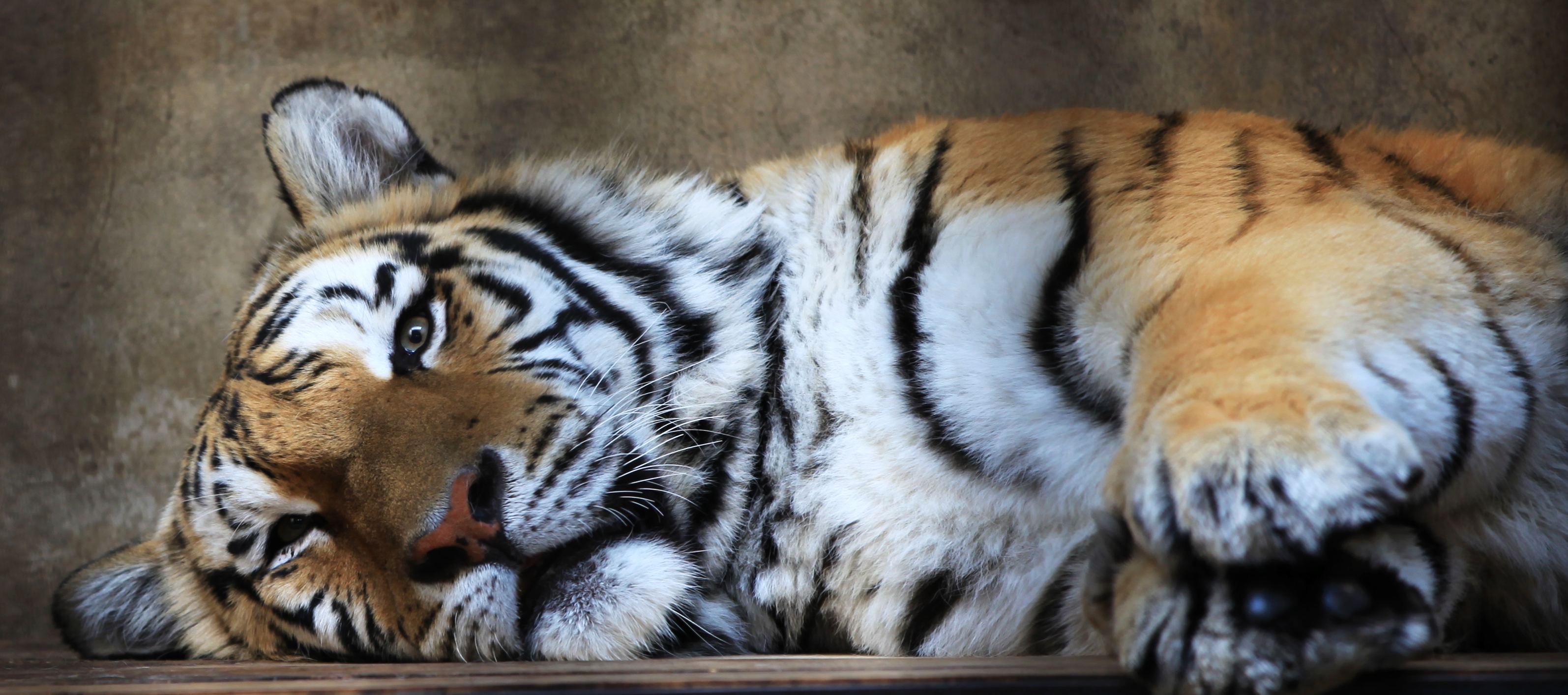 拆屋效应:调和与折中的利用