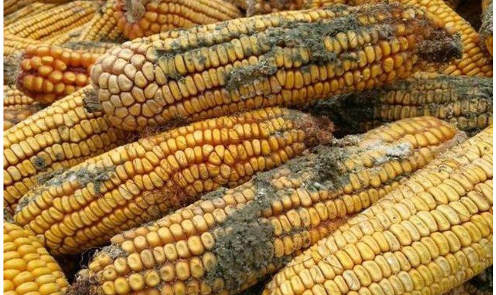 农村大爷看见玉米发霉竟十分高兴,能卖到40块1斤!