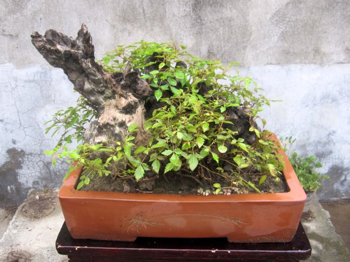 荒地上一个榔榆桩,老农说:歪七扭八,当柴烧都嫌弃,只能做盆景