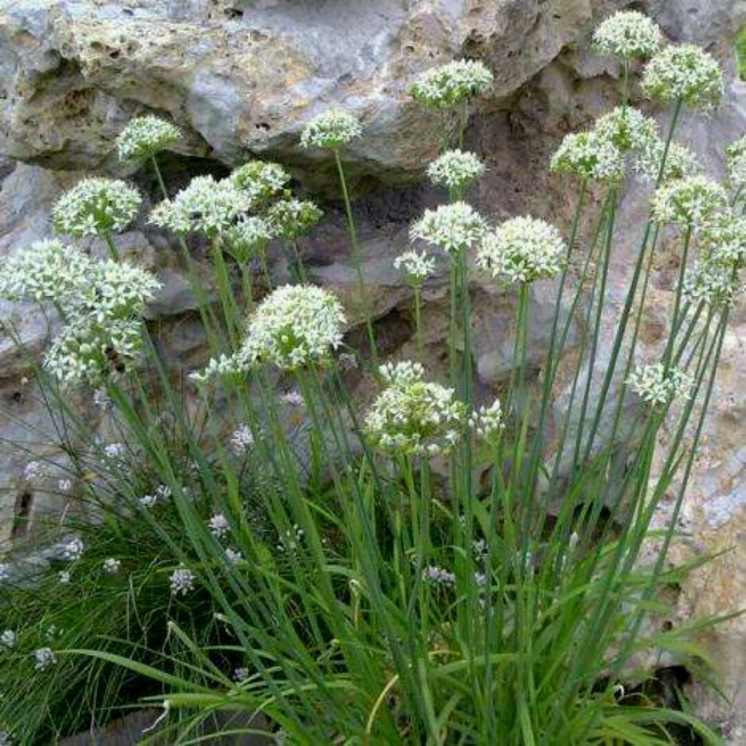 山韭菜用处多又多