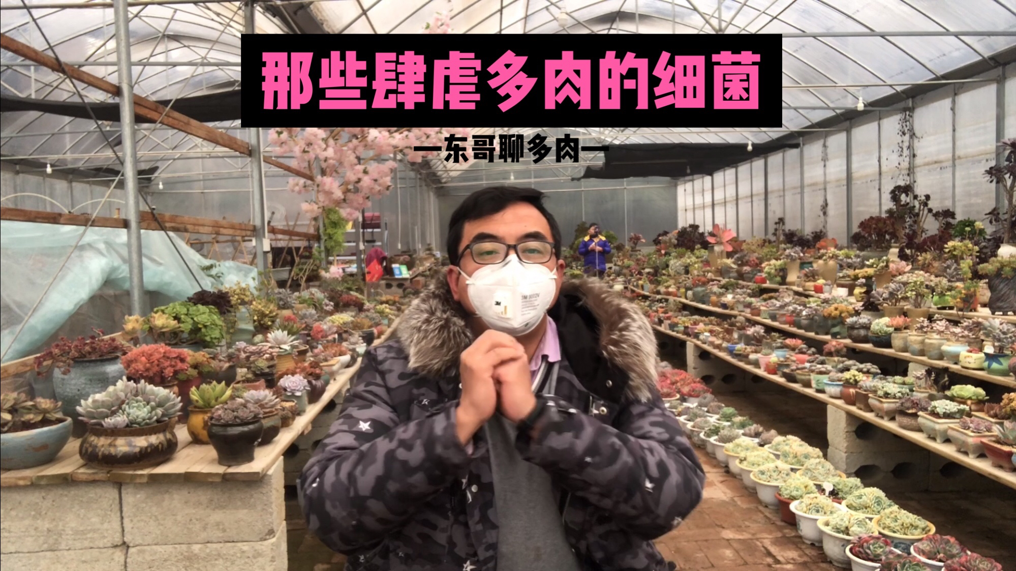 多肉也有流行病菌,发起病来多肉奇丑无比,药物只能预防无法治愈