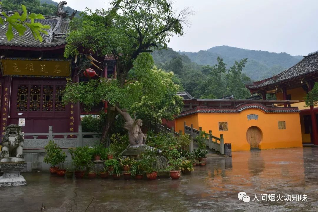 在绵竹三溪寺欣赏金银桂,紫荆树和龙虎字,领略蜀王三箭水的传奇