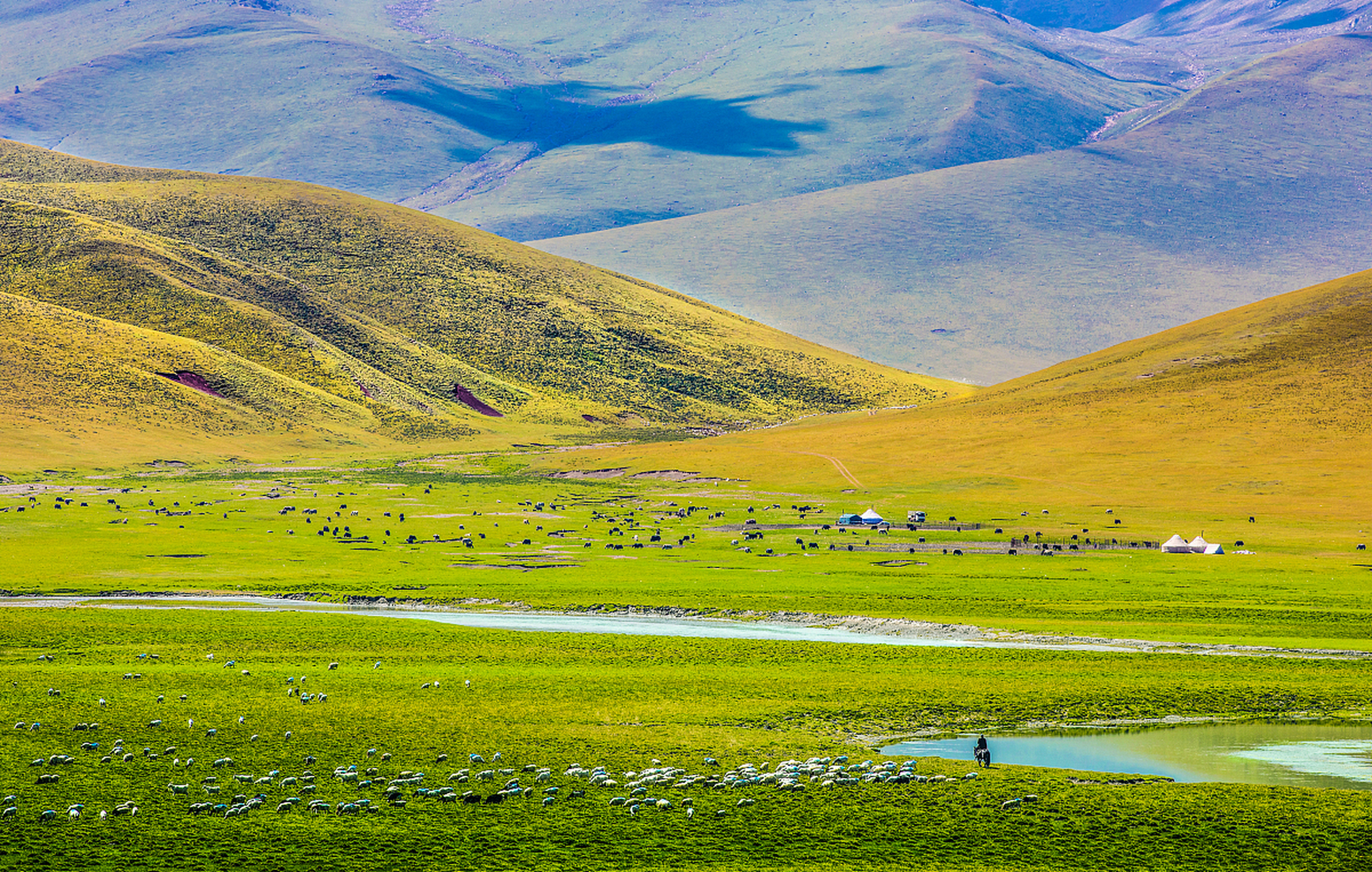 国内文旅# 【典型的禾草草甸草原,感受草原的开阔壮丽!