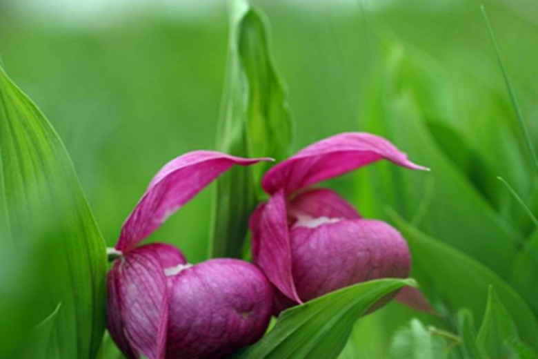 母爱是一束仙女鞋花
