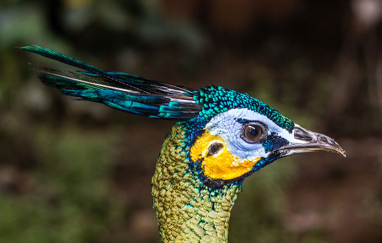 濒临灭绝的是中国的绿孔雀,它的正式名称是:pavo muticus,绿色的羽毛