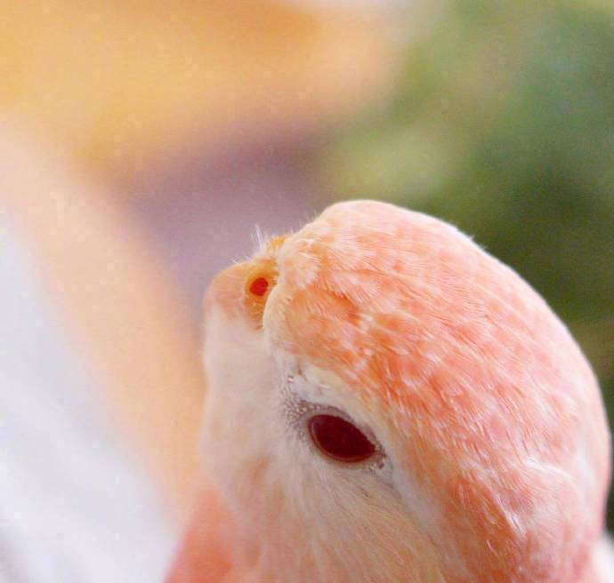 太魔幻了,像极了水蜜桃的秋草鹦鹉