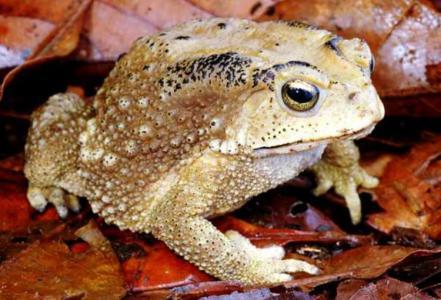 蟾蜍功效太强大了,可入药,治疔毒,治破伤风