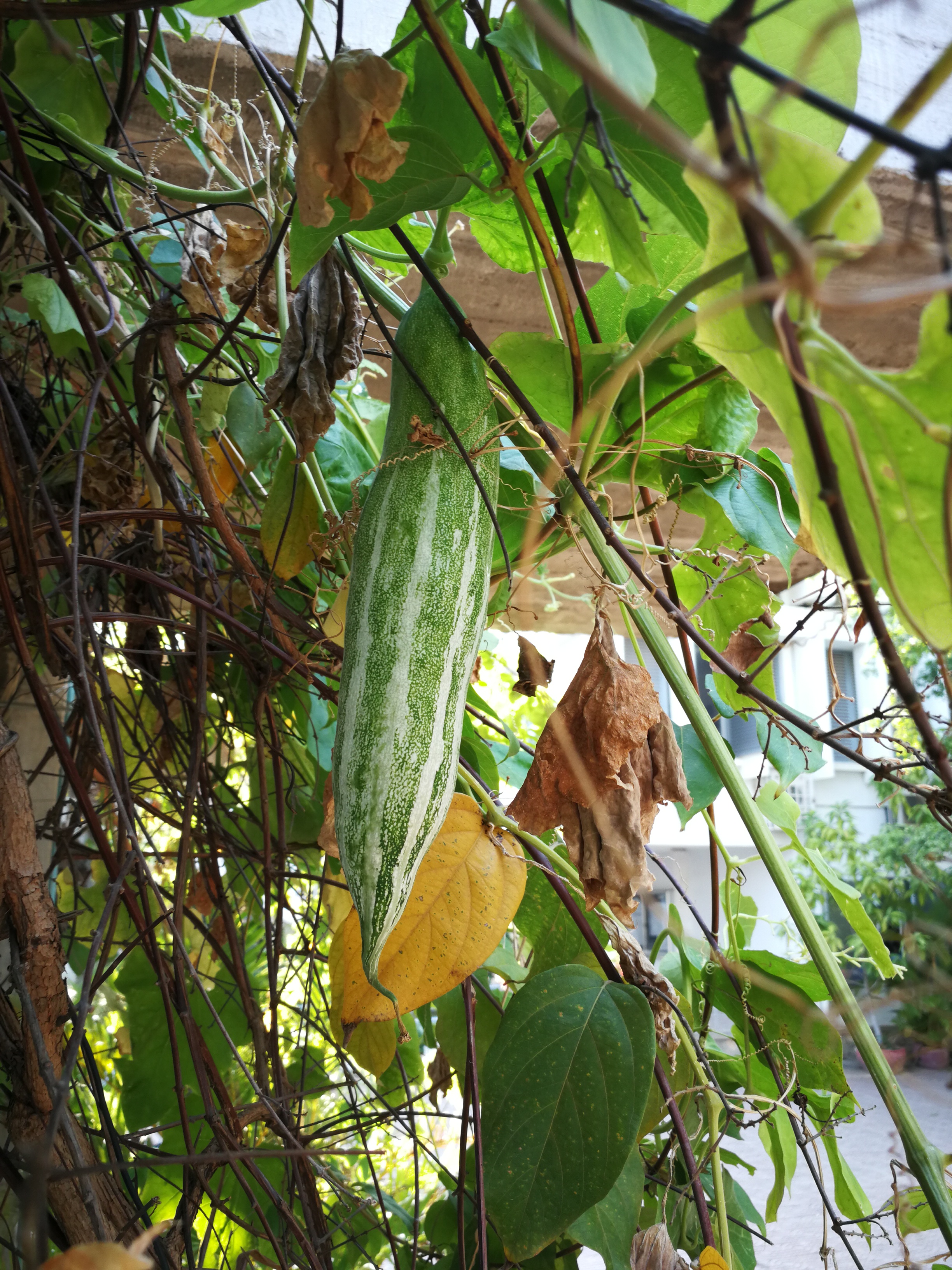 如瓜似豆像条蛇,生长在皇家大学的蛇瓜
