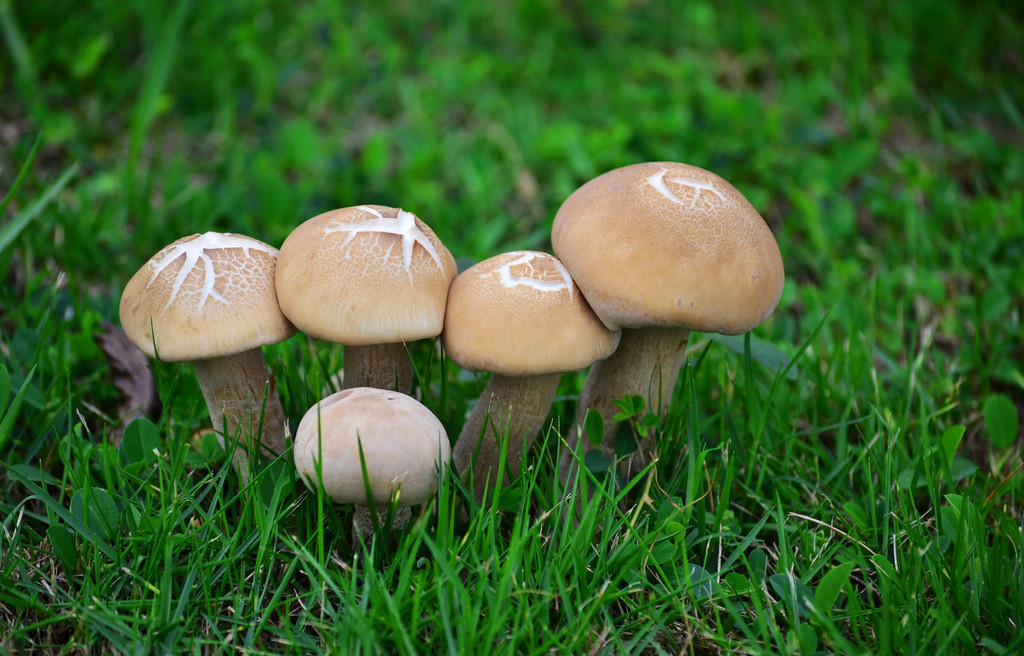 心理测试:你觉得哪一朵蘑菇最漂亮美味?看看你离成功还有多远?