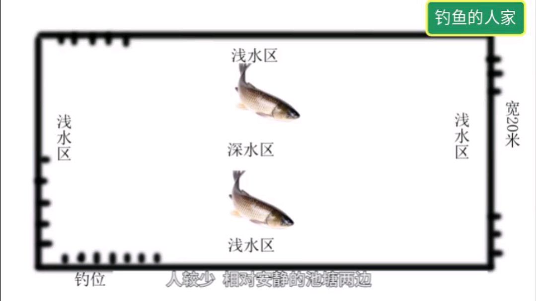 池塘浅水区钓鱼,优选大边钓位作钓,是最容易钓获大鱼的好钓点