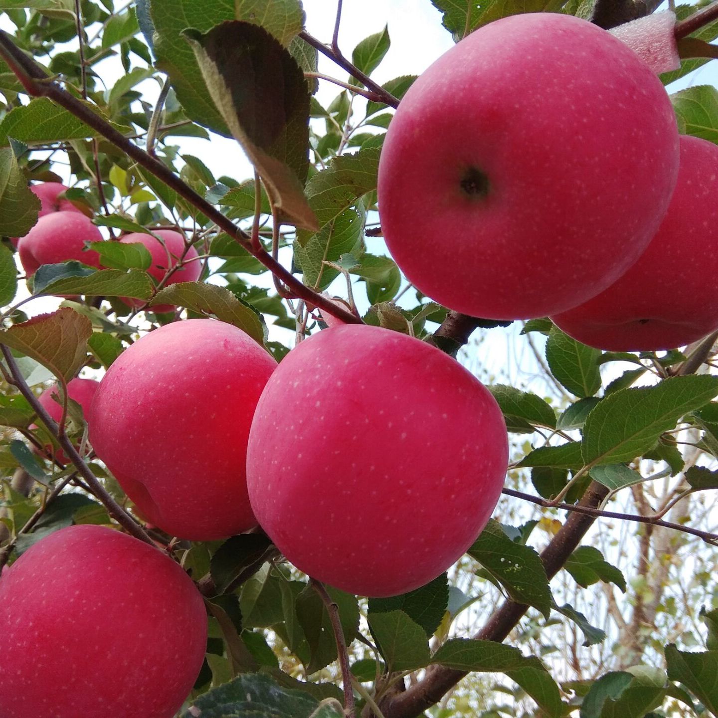 在果树休眠期,用刮刀刮除主干上,枝杈处的老粗翘皮,可消灭在翘皮裂缝