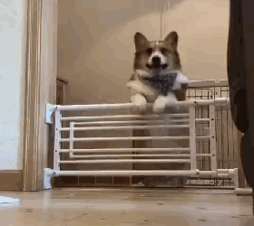 小柯基挑战栅栏,无奈腿短过不去,直到它使出了秘密武器!