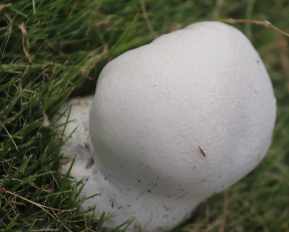 印第安人也有"毒气弹",其实是一种神秘蘑菇,名字叫"马粪包"