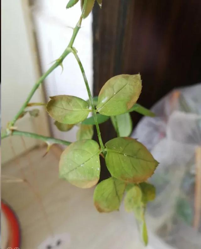 月季叶子慢慢蔫掉了是什么原因?