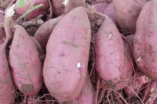 红薯- 热门商品专区