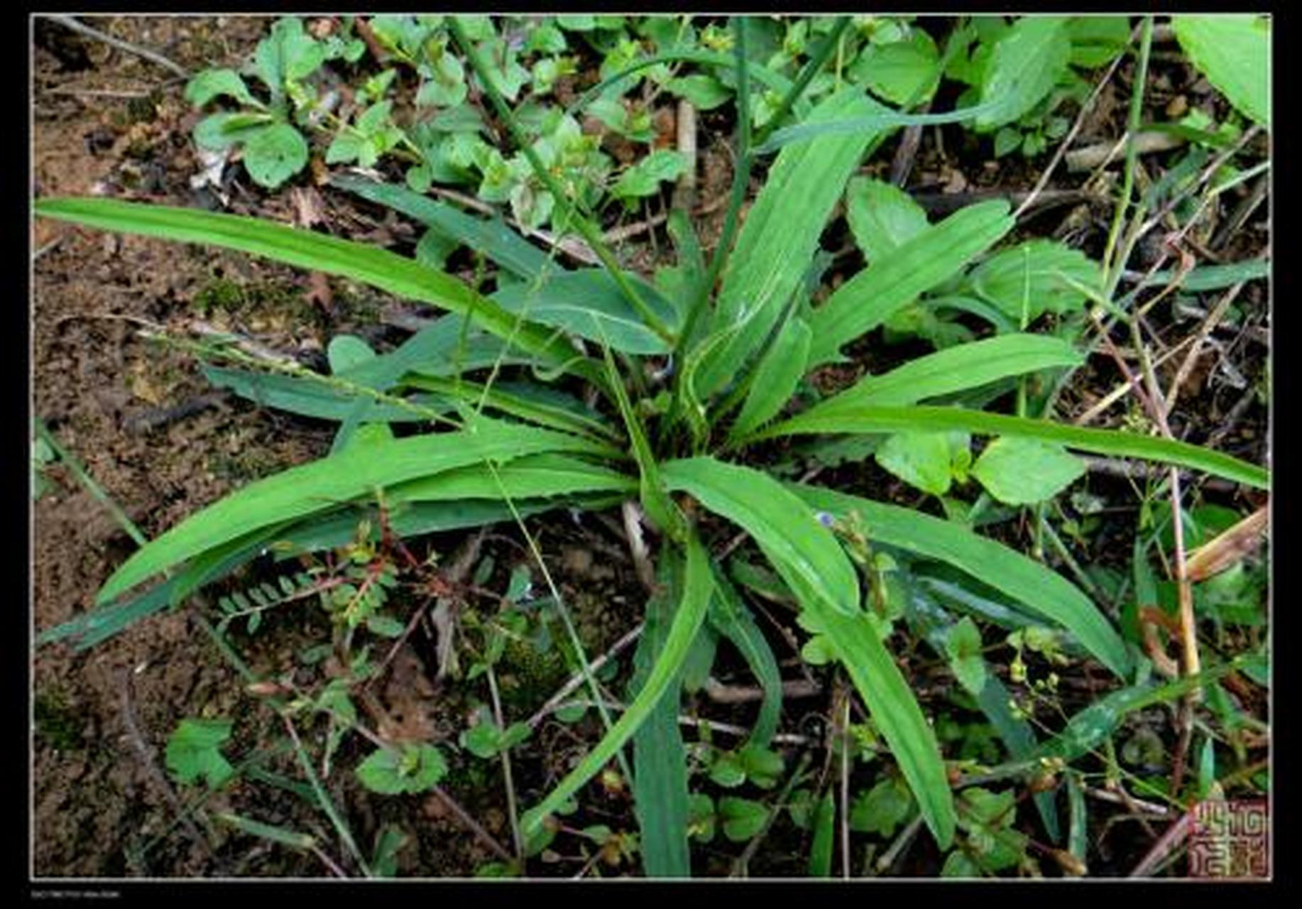 为菊科植物多头苦荬的全草.