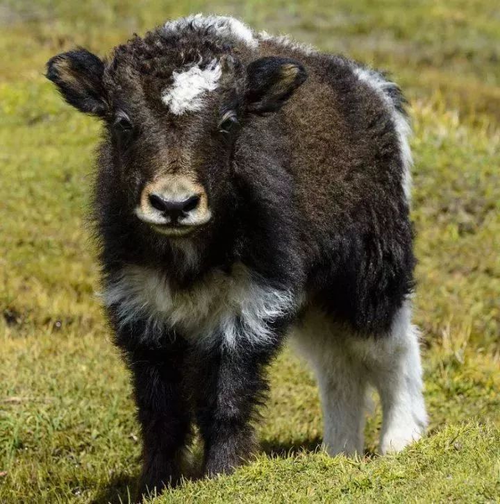 5,有很多牦牛的发型跟周杰伦很像.