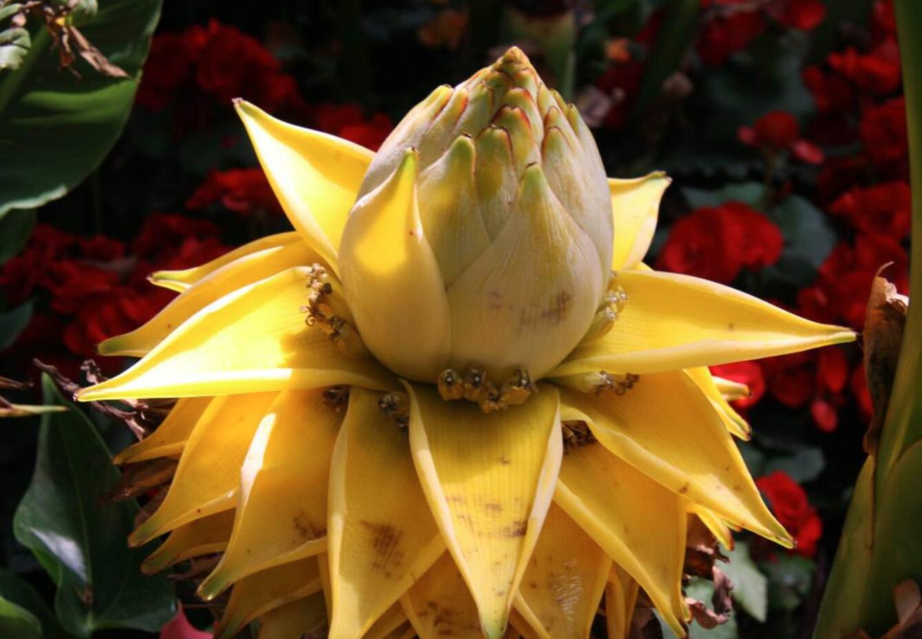 这种花卉是佛教的"五树六花"之一,中国特有,不仅好看而且好吃