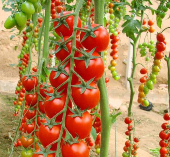 为什么番茄种植的时候需要吊蔓?吊蔓注意事项有哪些