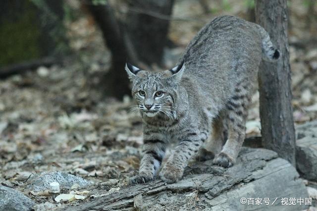 猞猁图片掉毛图片