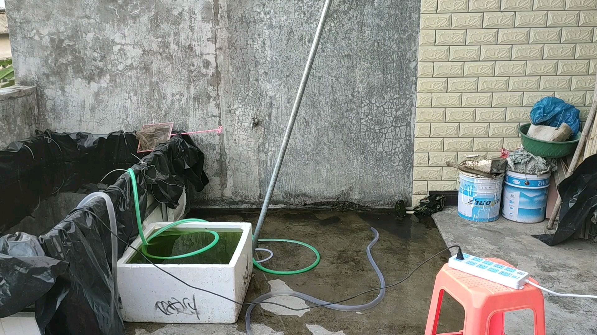 很久没搭理鱼池,抽干换水才知道好多斗鱼给冻死了