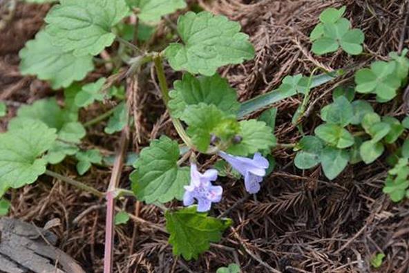 农村这种常见的野草,清热解毒还能杀菌,农民叫它"活血草"