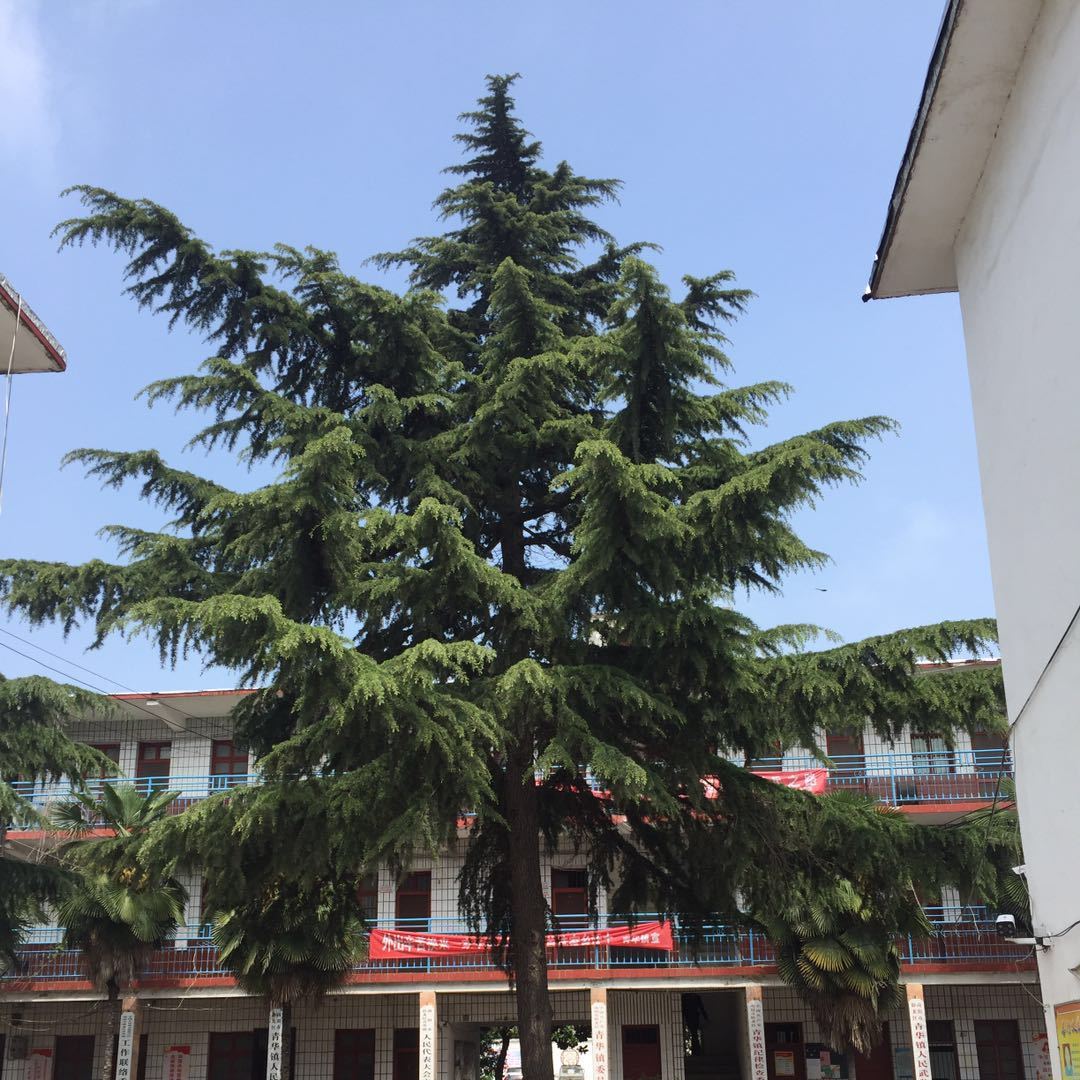 明确重点 部署推进——青华镇贯彻落实区脱贫攻坚会议暨"两违"专项