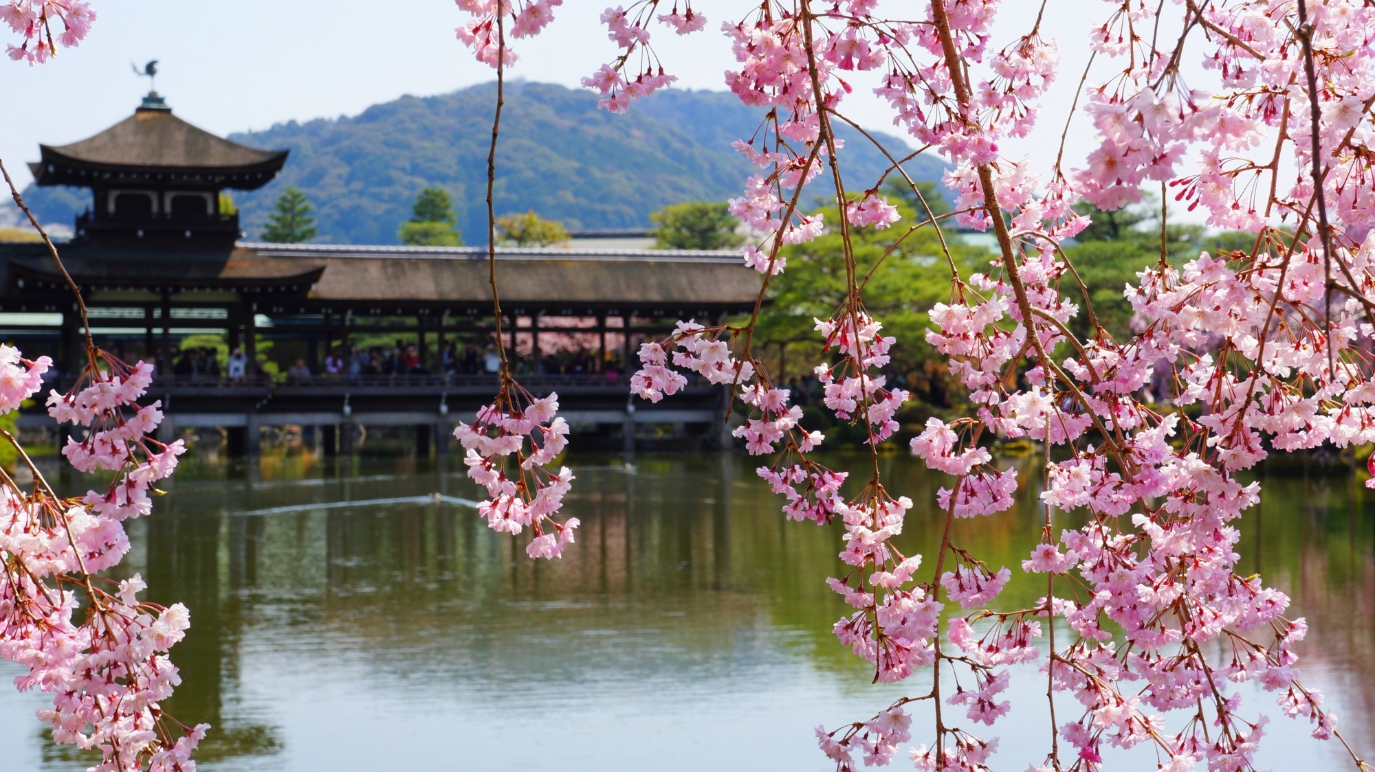 京都赏樱人气景点排行-2019年日本樱花季(3~4月)