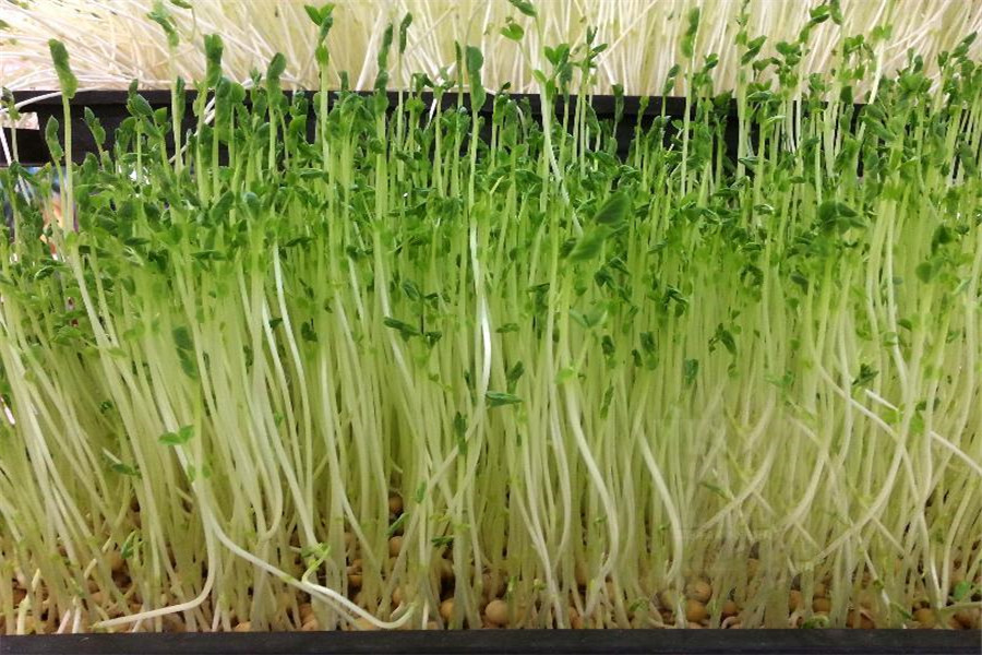 黄豆芽的日常管理是什么,其实只有四个方面,但是农户觉得很头疼
