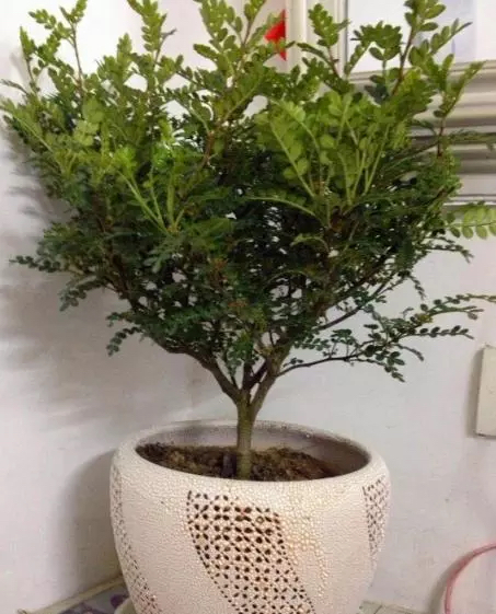 适合养"厕所"的这4种花,杀菌还除臭,爱干净人的"最佳选择"