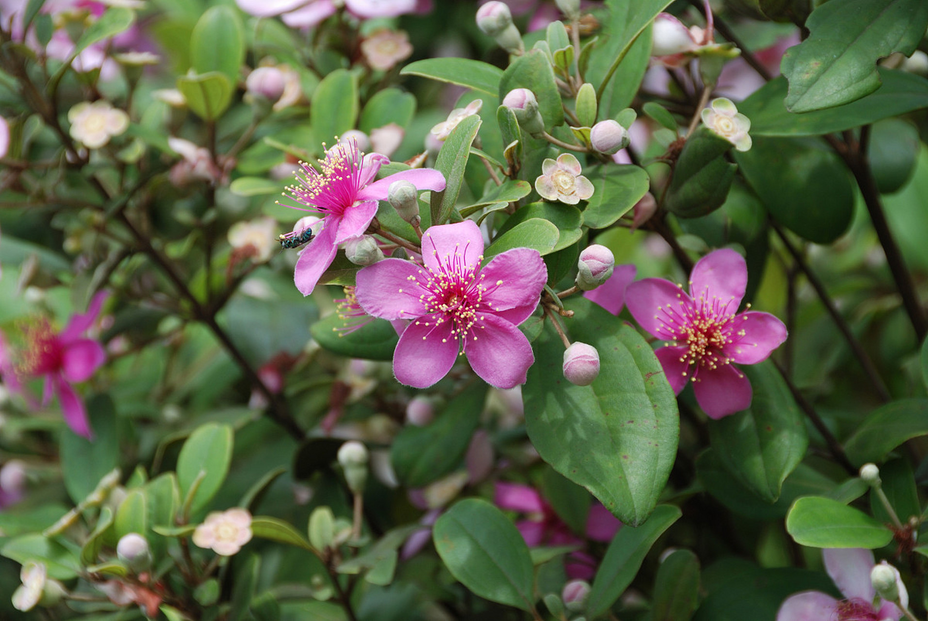 这是小时候最常吃的水果,越是新树结的果越大,下个月准备开花了,知道