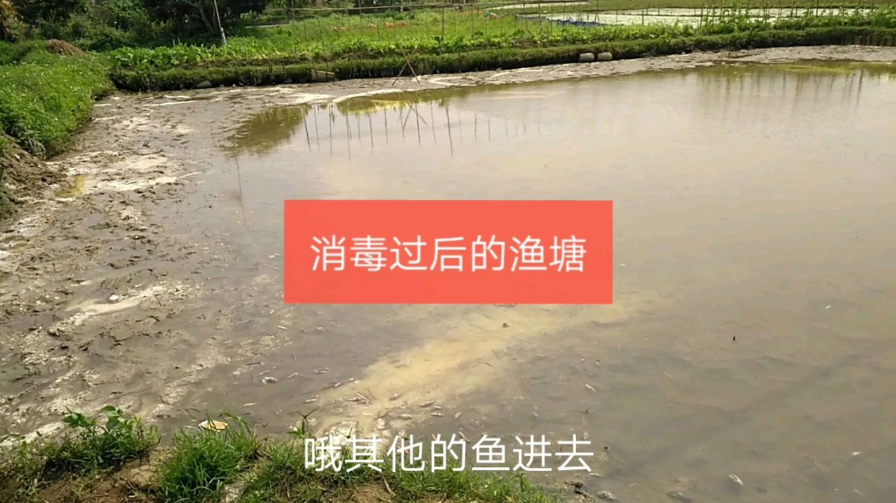 渔塘抽干水之后,用了这些东西来消毒,小伙的做法正确吗