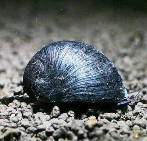 这里是养鱼说,如果你也喜欢饲养观赏鱼,不妨动动手指点个关注,所有