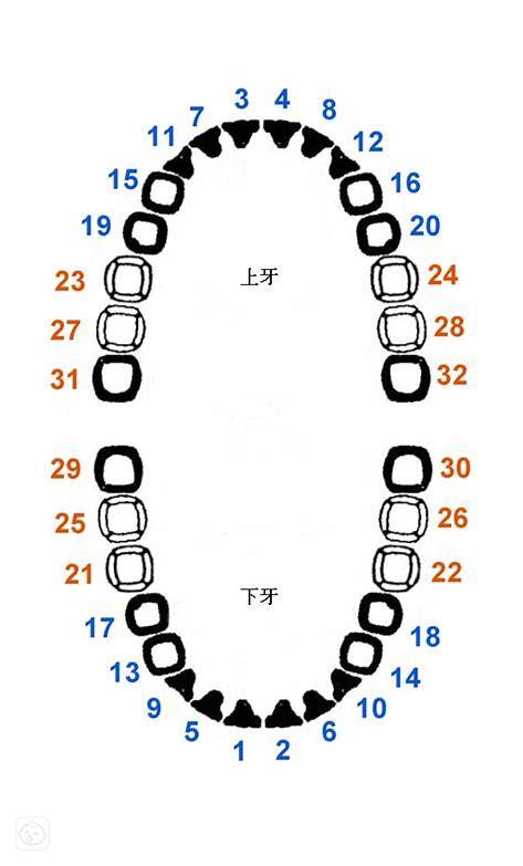 宝宝长牙顺序最初图片