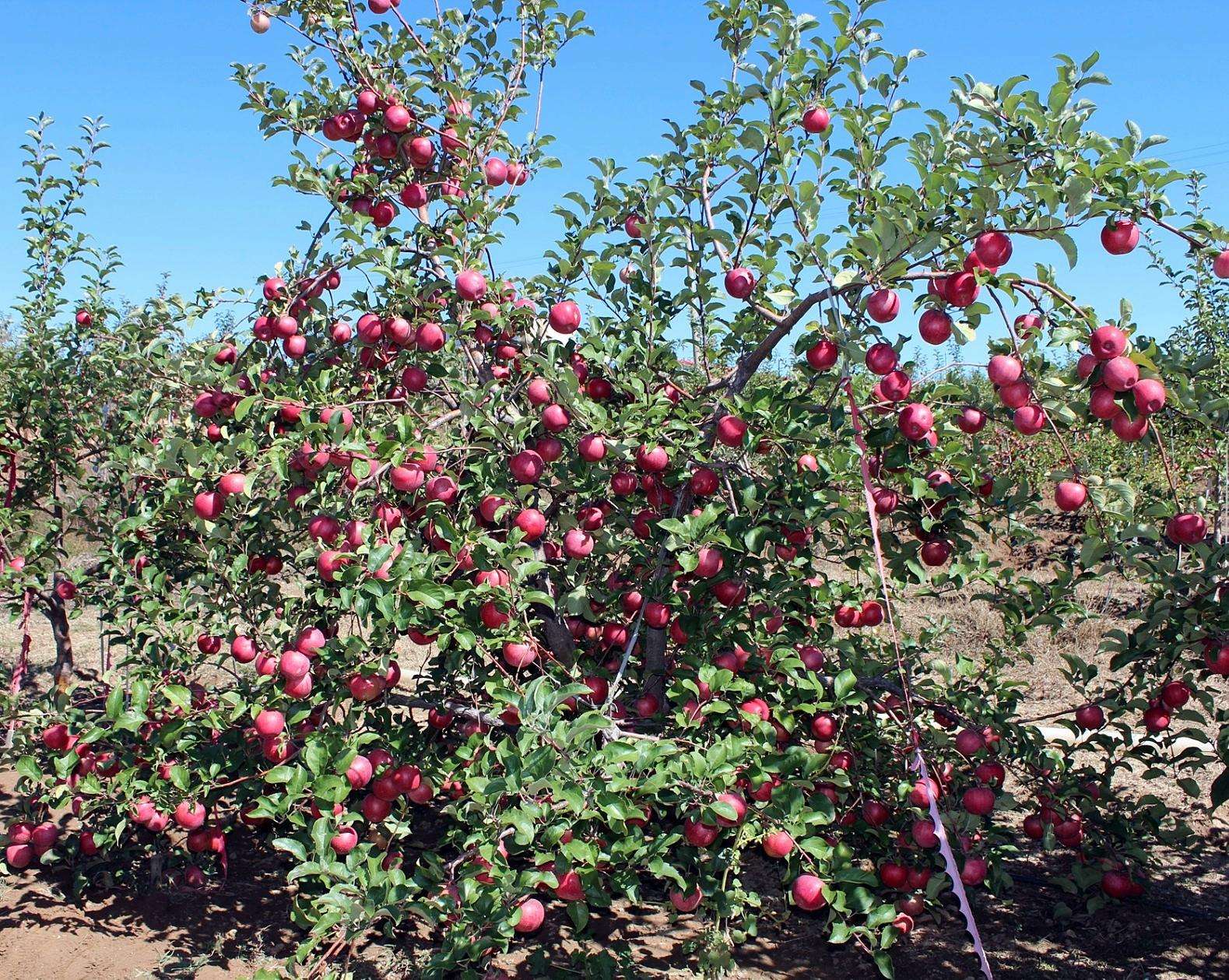 果树修剪之苹果树的树形和修剪简介