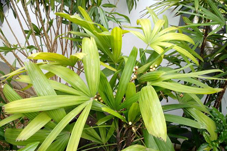 盆栽棕竹如何养护?