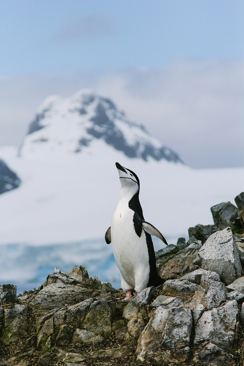 一只企鹅,独立于寒冷的南极洲, 它的羽毛丰满,洁白无瑕, 它的眼睛明亮