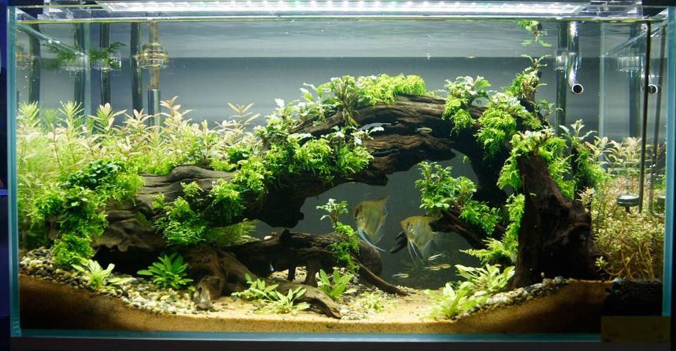 原来这些鱼缸水草不用灯光和二氧化碳,照样可以生存得非常好!