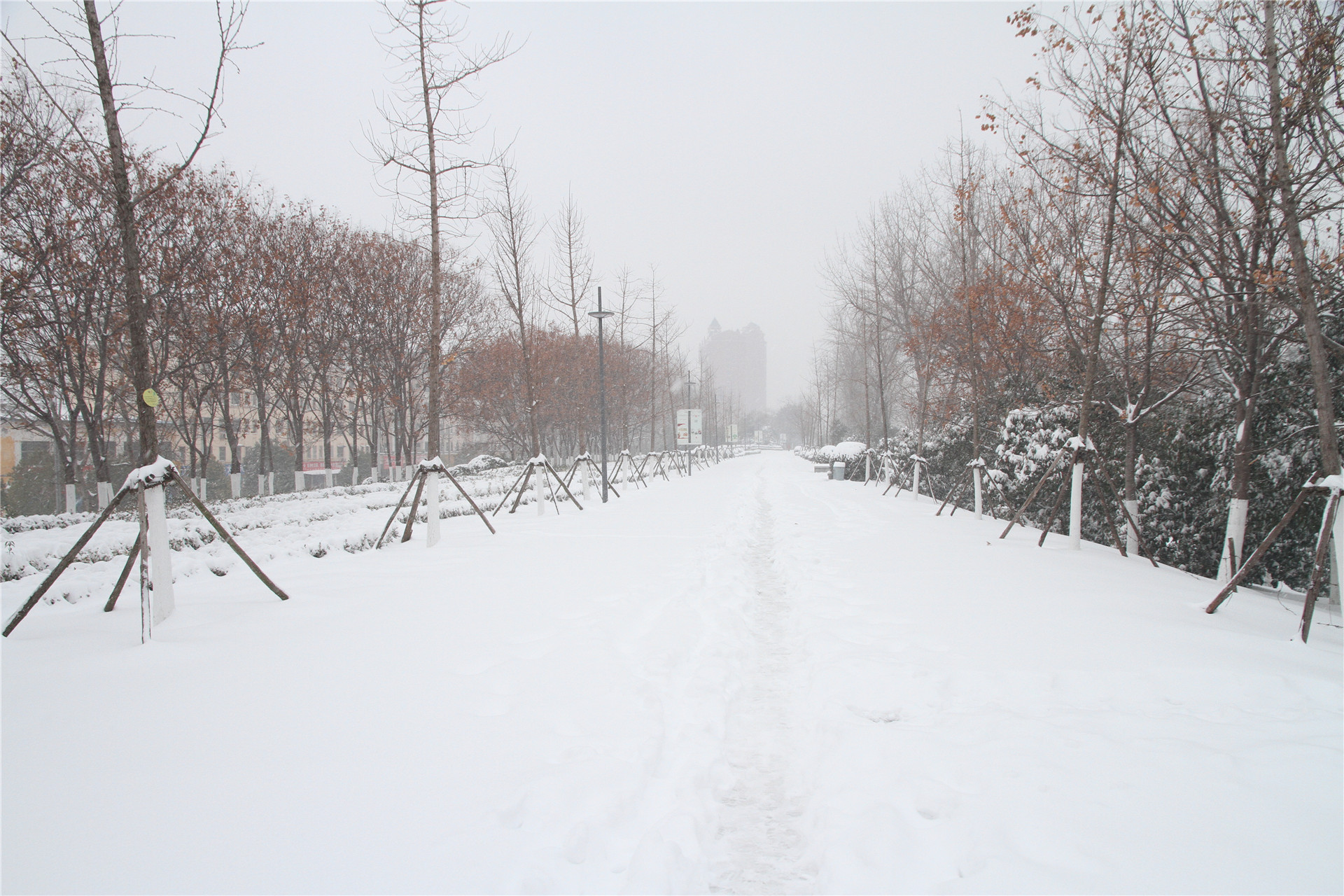 雪后穿上银装的漯河雪景,好多年没有下过这么大的雪了