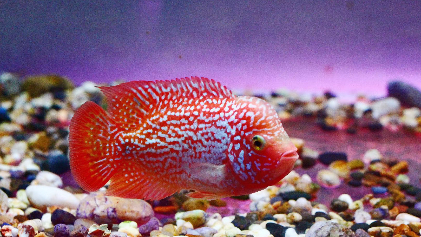 罗汉鱼品种很多每个都不一样