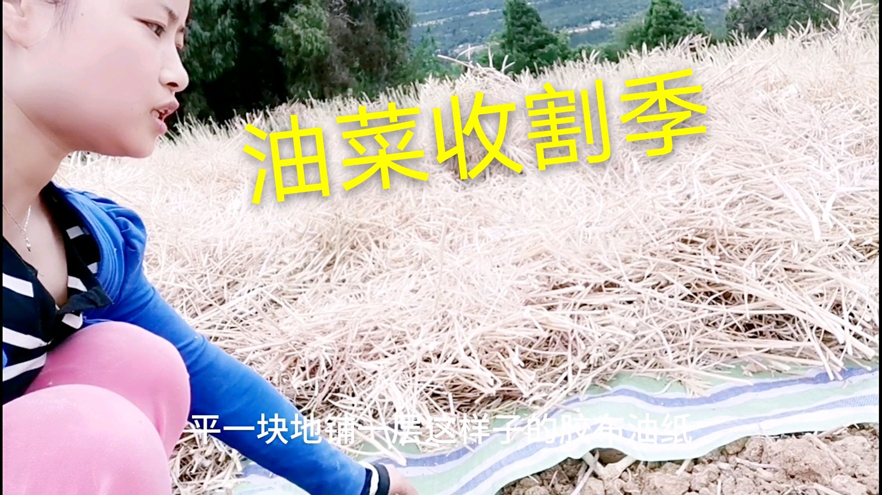 油菜籽收割季,农村双胞胎宝妈,帮着打油菜籽,没干完当逃兵