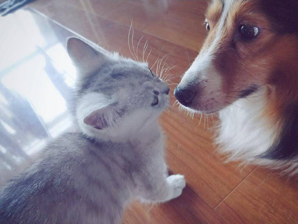 猫咪的早安吻居然是给它……不得了虐死单身狗