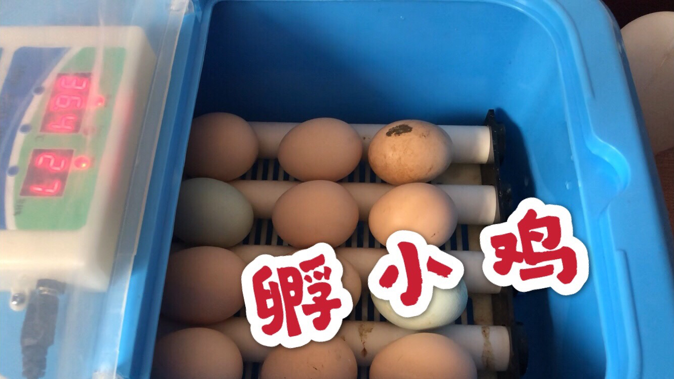 宅家人工孵小鸡第二集:无母鸡城里人怎么孵蛋?温度和湿度有要求